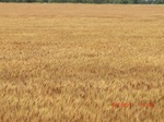 29684CIMG0975.JPG