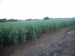 26238RIMG0205.JPG