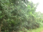 48156CIMG4493.JPG