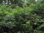 16450IMG_5235.JPG