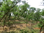 53416CIMG6736.JPG