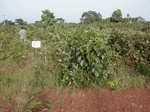 12244GT066_Savannah.jpG