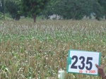 128390235c-rainfed-agriculture-millet.gif