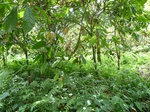 20598P1020455.JPG
