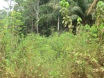 47282CIMG3619.JPG