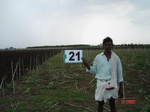 6153021b-rainfed-rabi-mixed-crop-tobacco-groundnut-millet.jpg