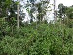 46323CIMG0612.JPG