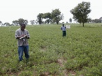 12236GT058_Groundnut.JPG
