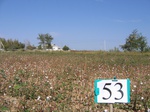 10269053-Irrigated (Surface water) cotton-a.jpg