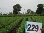 128180229c-rainfed-agriculture-cotton-dominant-maize.gif