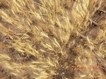 29405CIMG0640.JPG
