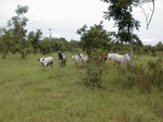 11933_Cows_in_Savannah_fallow.JPG