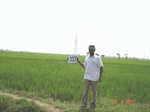 75020333a-irrigated-canal-rice.jpg