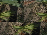 11606vp-057-Irrigated (Surface water) maize-a.jpg