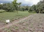 12013GT270_groundnut_cowpea_with_imperata.JPG