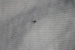 374IMG_3483.JPG