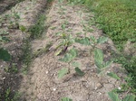 14285IMG_4625.JPG