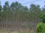 34633RIMG0100.JPG
