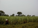 12258GT079_Guinee_corn.JPG