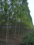26251RIMG0247.JPG