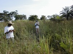 12186GT326_mixed_imperata_fallow.JPG