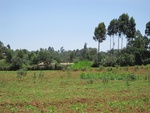32137IMG_0561.JPG