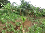 45786CIMG2871.JPG