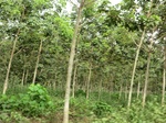 44118CIMG1303.JPG