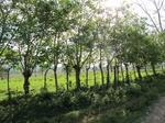 31962IMG_5641.JPG