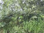 495R0015041.jpg