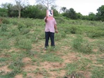 1170803-cropland-chenna-dominanta.jpg