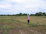 1171506-cropland-rice-supplimental-iirigationb.jpg