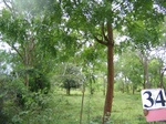 1046934-homegardens-trees-timber-fodder-a.gif