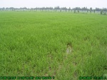 43042007.5.29.st5.JPG