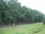 33470RIMG0210.JPG