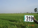 131470319a-irrigated-canal-rice-doublecrop.gif