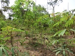 46972CIMG3309.JPG
