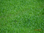 51953Tank ID 1800284 Singrihalli 2.JPG