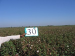 11491030-Irrigated (Surface water) cotton-b.jpg