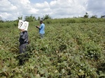 12299GT199_Cowpea_cassava.JPG