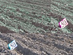 11545050-Irrigated (Surface water) winter wheat-b.jpg
