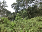 48972CIMG5309.JPG