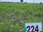 128020224b-rainfed-agriculture-mixedcrop-greengram-cotton-gram.gif