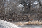 10165Field Survey 1 049.JPG