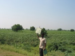 9838gt0128b-rainfed-irrigated-mixed-crops-chilli-cotton.gif