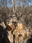 8620IMG_1245.JPG
