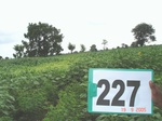 128110227b-rainfed-agriculture-mixedcrop-sunflower-dominant-sorghum.gif