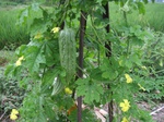 14448IMG_4801.JPG