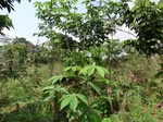 46497CIMG0786.JPG