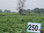 128950250b-rainfed-agriculture-cotton-gram.gif